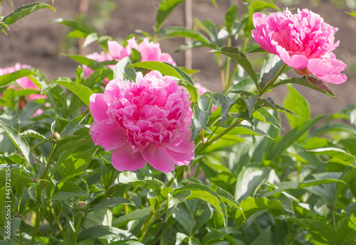 Closeup shot of blooming pink peonies in the garden