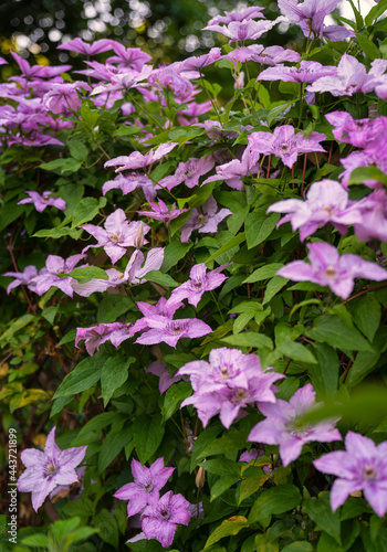 Clematis full of flowers in...