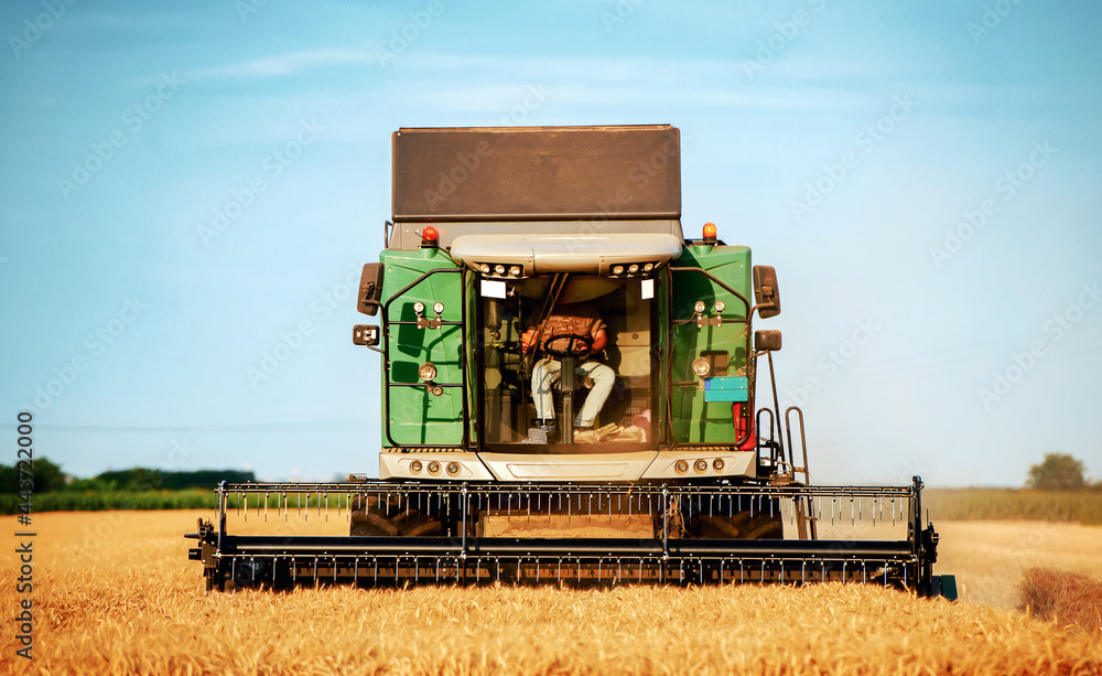 Fototapeta premium Harvesting campaign. Combine in the wheat field during the harvest. Agricultural concept