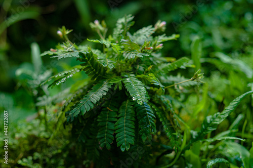 Gorgeuous jungle background plants green and purple dark moody closep