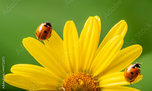 flower with rain drops and ladybird - macro photography