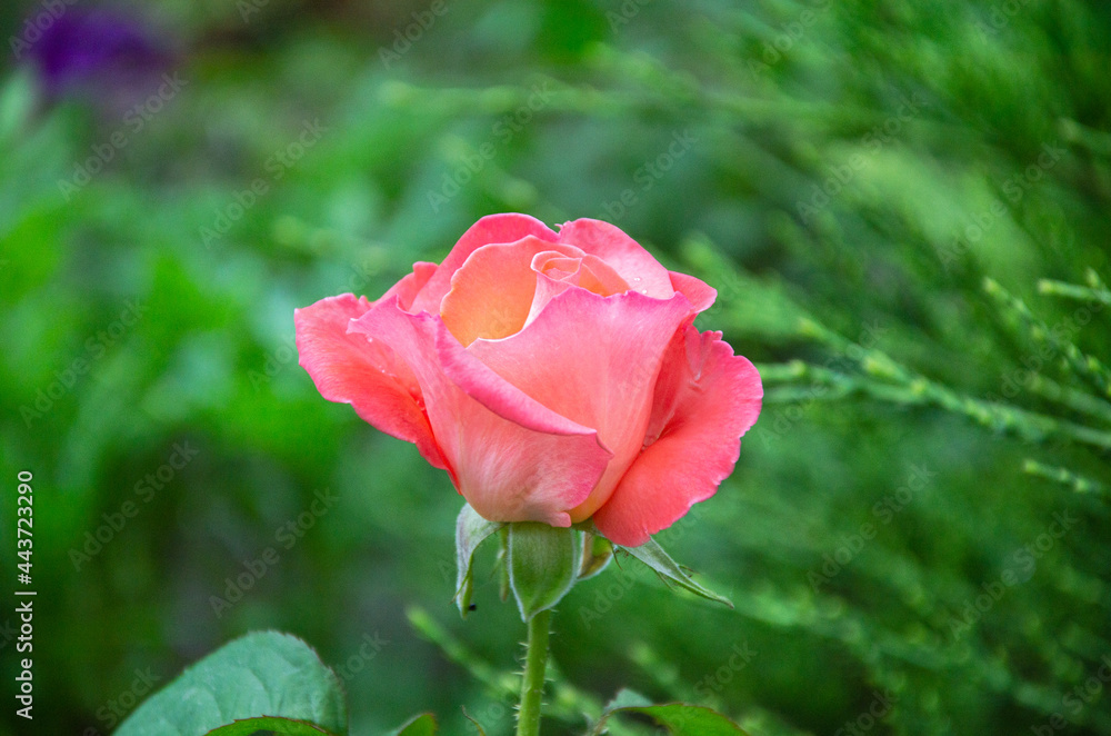 A scarlet rose in the garden on a summer day. Beautiful flowers, cultivation of roses. A scarlet rose in the garden on a summer day. Beautiful flowers, cultivation of roses.