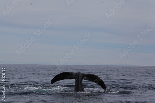 Ballena Franca Austral Patagonia Argentina