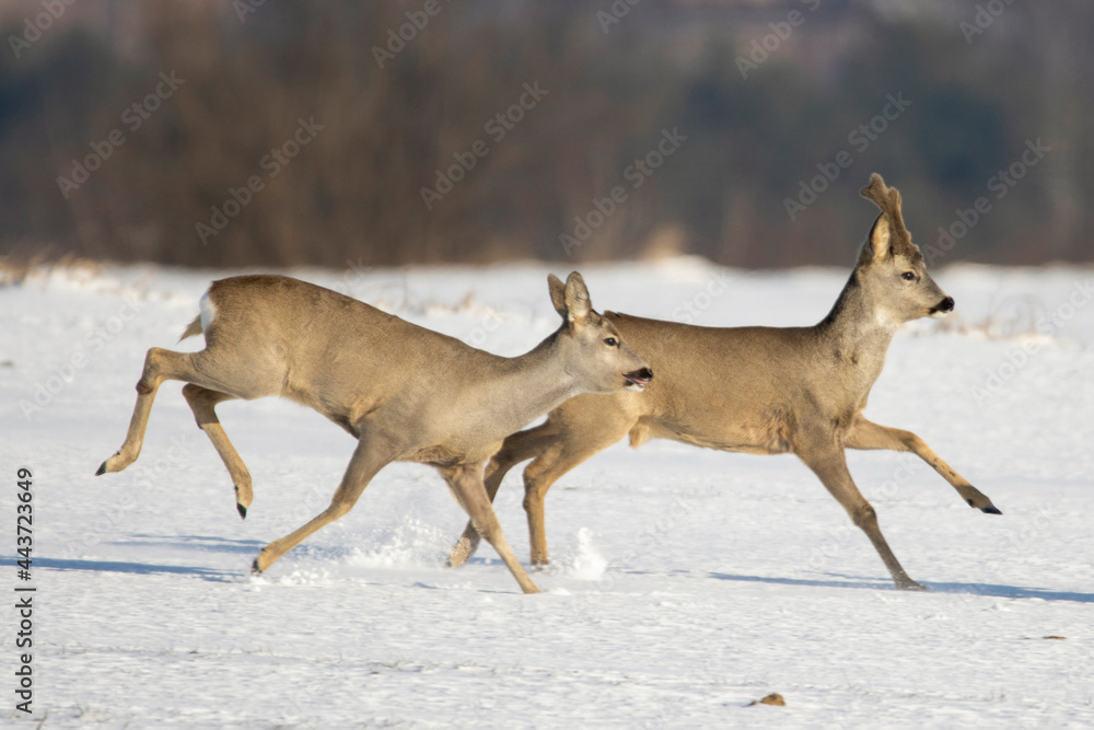 European roe deer in a winter landscape European roe deer in a winter landscape