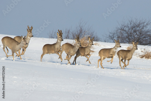 European roe deer in a winter landscape