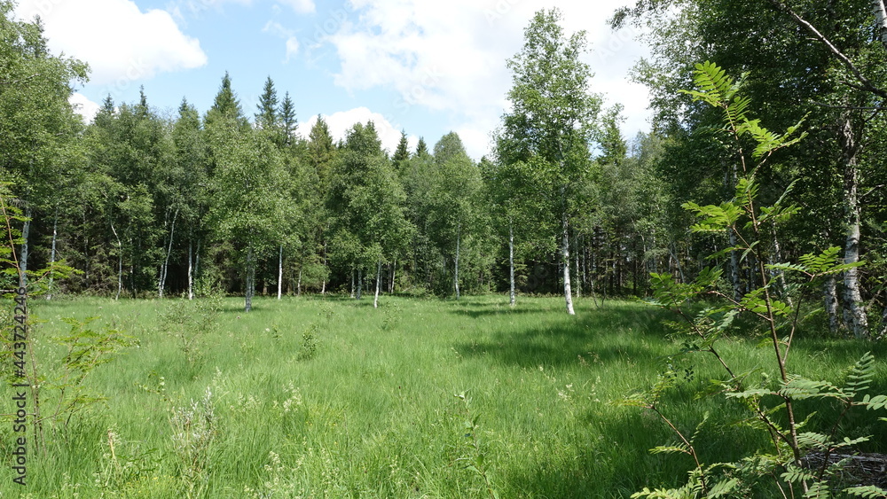 Obraz premium forest in summer