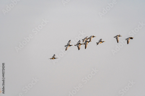 Barnacle goose flock flying