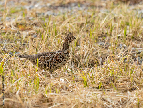 Canvas Print Hazel grouse