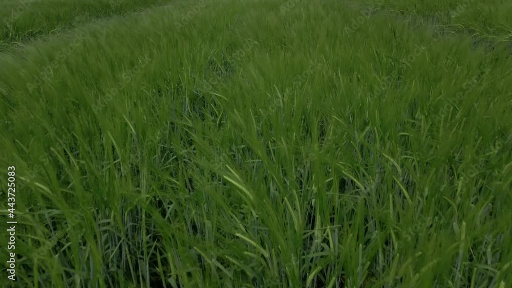 Close up aerial view of small field with green wheat. Young green grass on wind.