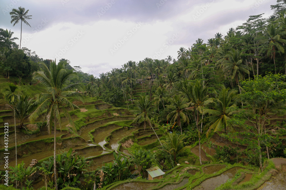 Obraz premium Indonesian green rice paddies filled with water