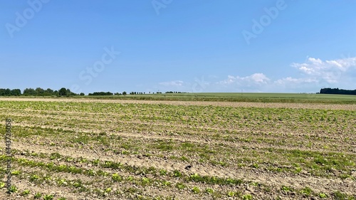 Field after sitting. The crops are already starting to grow.