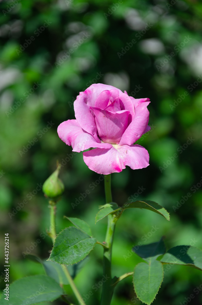 Beautiful, original, lilac rose in the summer garden. Breeding roses. Gardening. Beautiful, original, lilac rose in the summer garden. Breeding roses. Gardening.