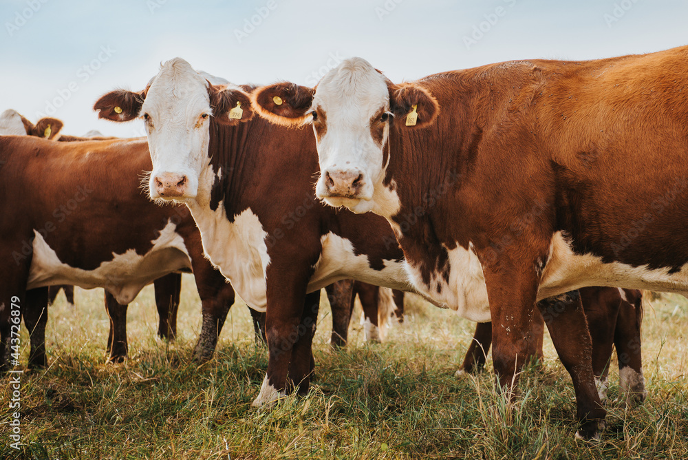 cows in a field cows in a field