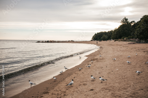 seagulls on the beach of Baltic Sea photo