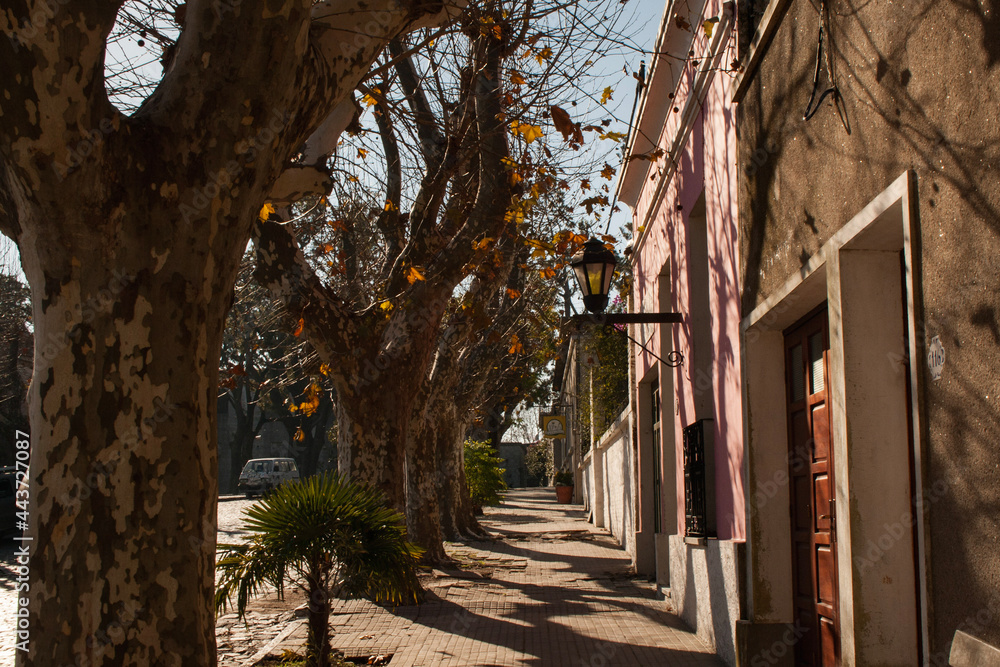 Obraz premium tree alley in the city