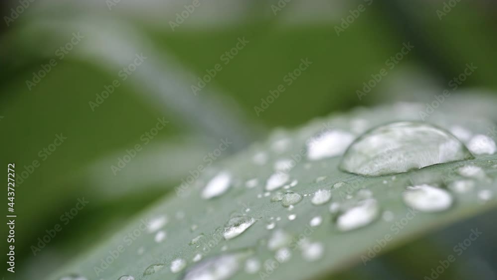 Large beautiful drops of rain or morning dew water on a green leaf macro Large beautiful drops of rain or morning dew water on a green leaf macro