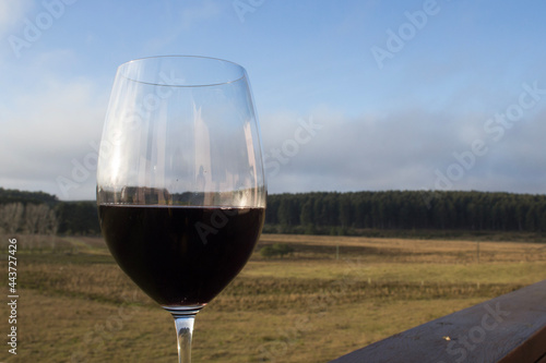 glass of wine photo
