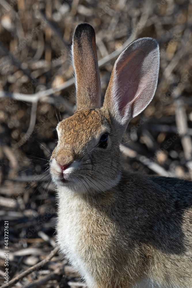 Fototapeta premium A Desert Cottontail Rabbit Pauses For a Portrait