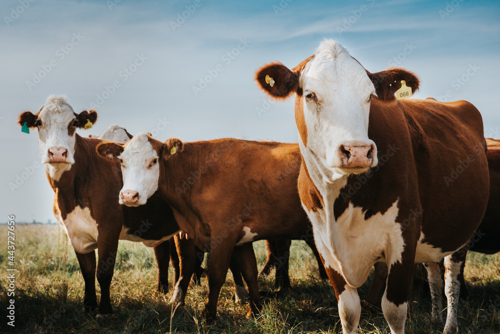 cows in a field