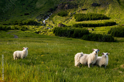 Sheep and two lambs looking into camery, Snaefellsness, Iceland photo