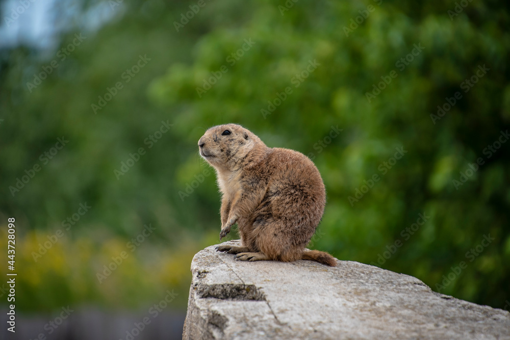 Fototapeta premium Prairie Dog (Cynomys ludovicianus) Beautiful cute animal.