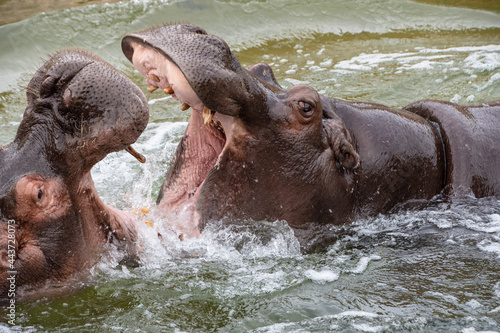 Two hippos fighting in water in the Zoo of Emmen, Netherlands