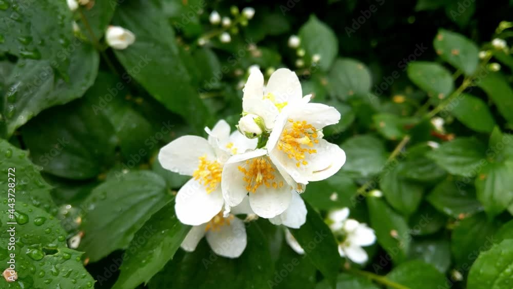 Blooming fragrant jasmine in the garden in summer Blooming fragrant jasmine in the garden in summer