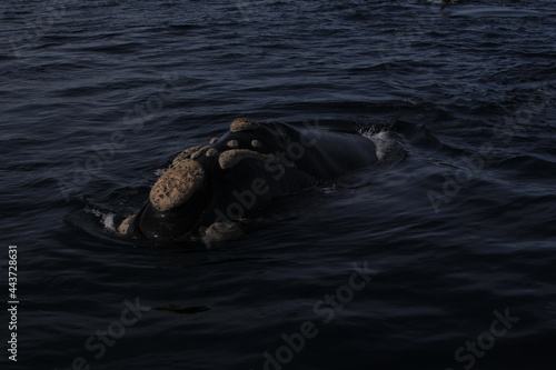 Ballena Franca Austral Patagonia Argentina