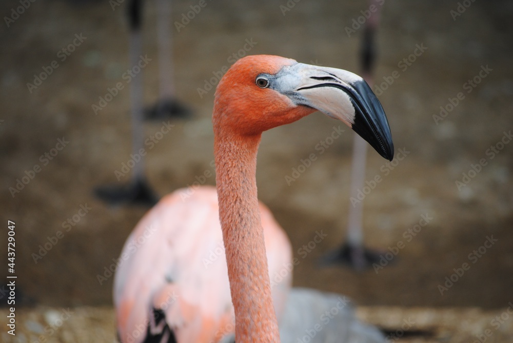 Fototapeta premium flamingo in the zoo