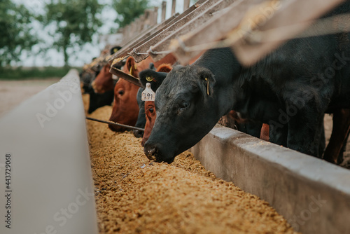 Fotografia, Obraz cow and calf