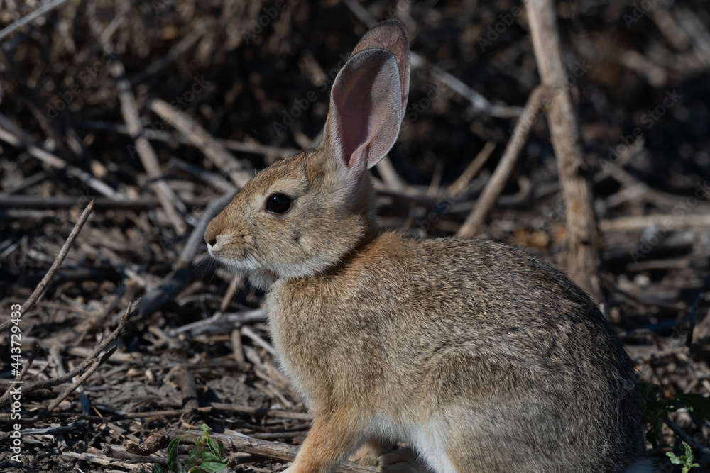 Fototapeta premium Desert Cottontail Rabbit Side View