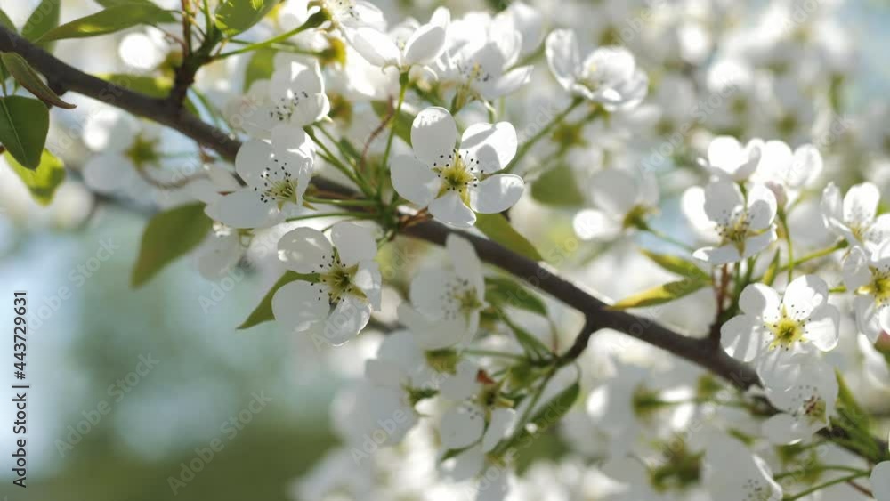 Spring sun shines through white flowering tree in the garden, blooming close up Spring sun shines through white flowering tree in the garden, blooming close up