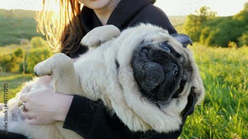 Funny tired fat pug dog relax on owner hands, woman hugs and scratch pet, best friends