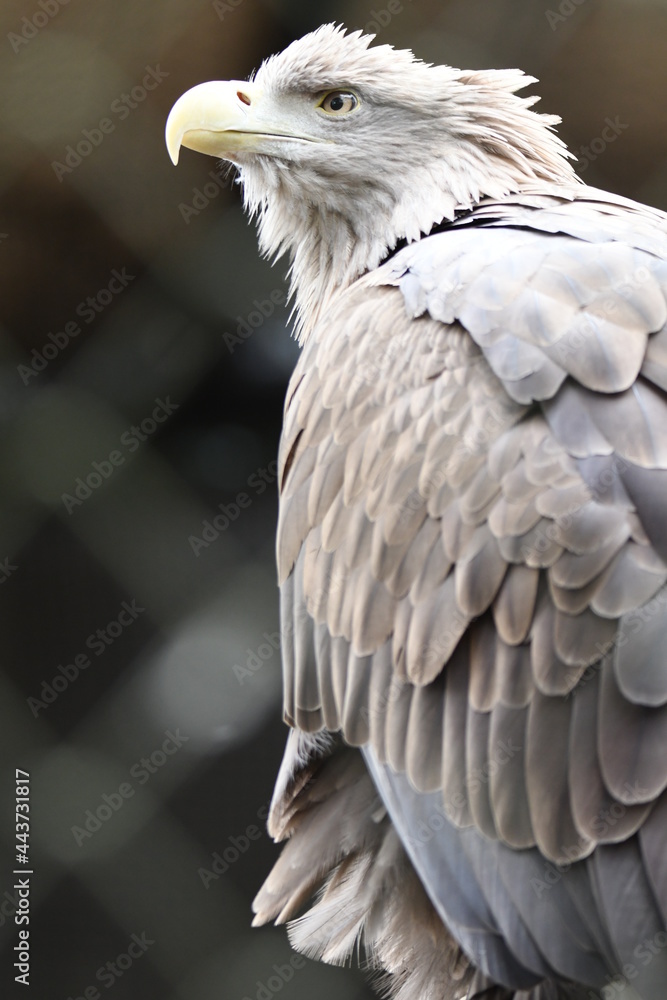 Obraz premium オジロワシ