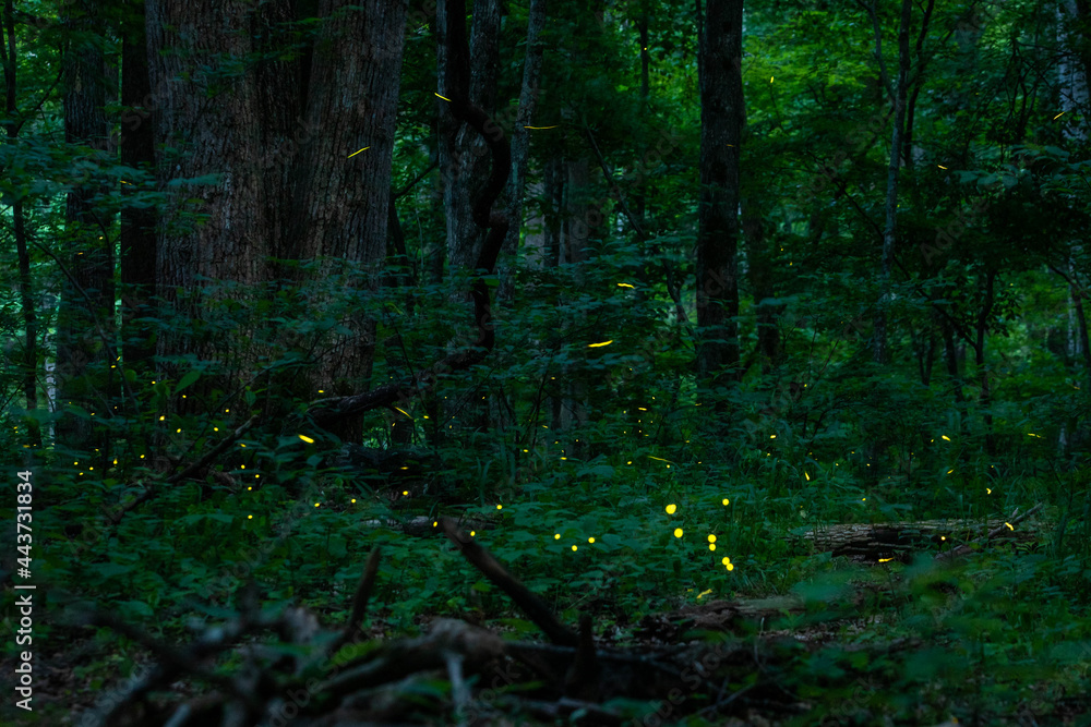 Obraz premium Real fireflies lights in the forest at night magic scenic view