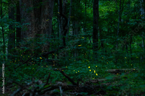 Fototapeta Naklejka Na Ścianę i Meble -  Real fireflies lights in the forest at night magic scenic view