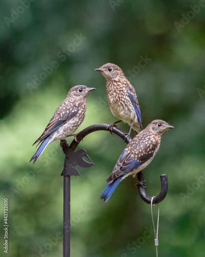 fledgling bluebirds