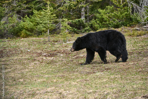 Young  American black bear (Ursus americanus), Peter Lougheed  Provincial Park, Kananaskis Country, Alberta, Canada