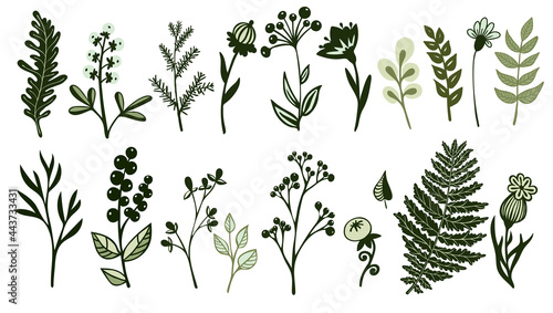 set of forest plants, herbs, berries, leaves, flowers, branches, botanical elements clipart, stylized vector graphics
