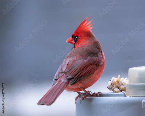male northern cardinal on a lamp