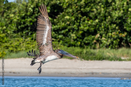 Pelican in flight over water