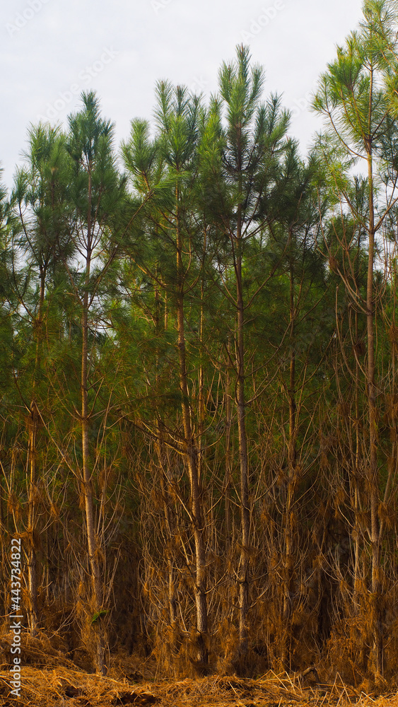 Forêt des Landes de Gascogne, photographiée en hiver Forêt des Landes de Gascogne, photographiée en hiver