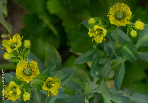 common rue in bloom with green blurred background
