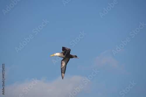 Galapagos Albatross Diomedea irrorata in flight off the coast of Espanola Island, Galapagos, Ecuador photo