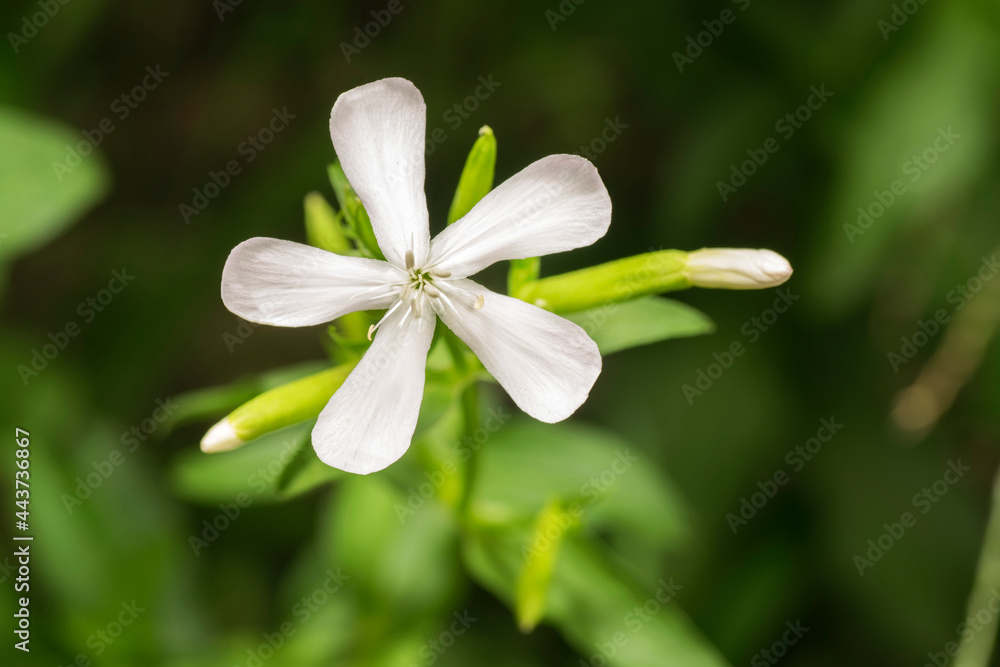 Common soapwort in bloom on a green blurred background