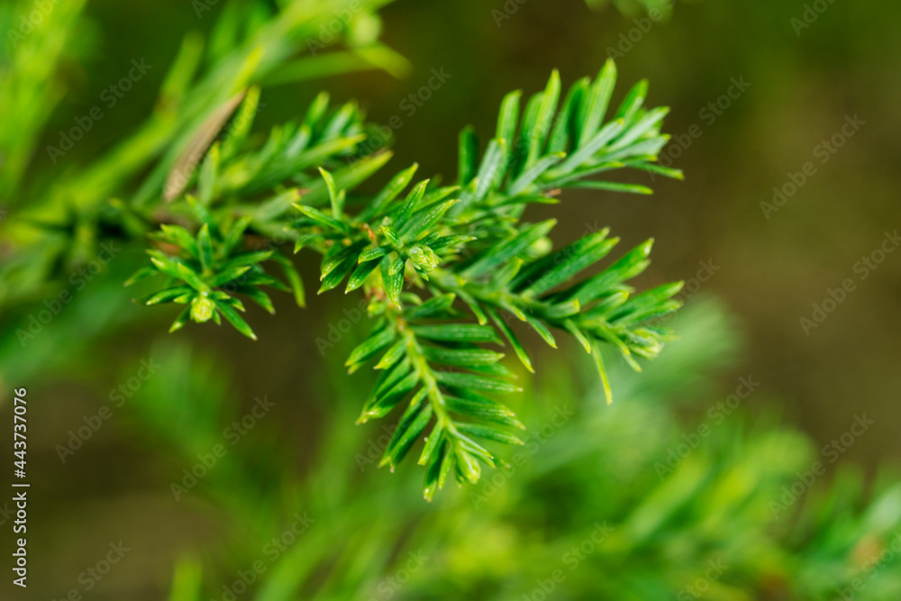 Close up macro view of Coast Redwood Sequoia (Sequoia sempervirens) leaves with green blurred background and copy space Close up macro view of Coast Redwood Sequoia (Sequoia sempervirens) leaves with green blurred background and copy space