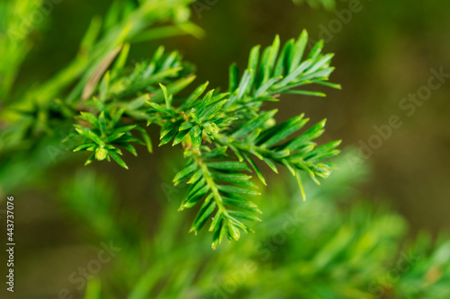 Close up macro view of Coast Redwood Sequoia (Sequoia sempervirens) leaves with green blurred background and copy space