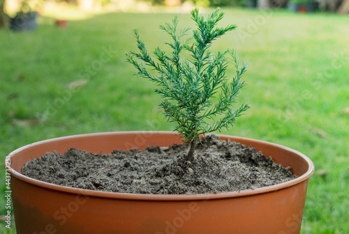 Giant Sequoia (Sequoiadendron giganteum) growing in container in a garden. With copy space and blurred background. photo