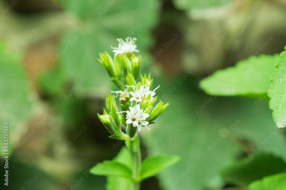 White stevia´s flower in bloom. Close up macro view White stevia´s flower in bloom. Close up macro view