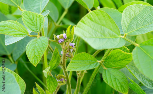 Soybean plant flowering